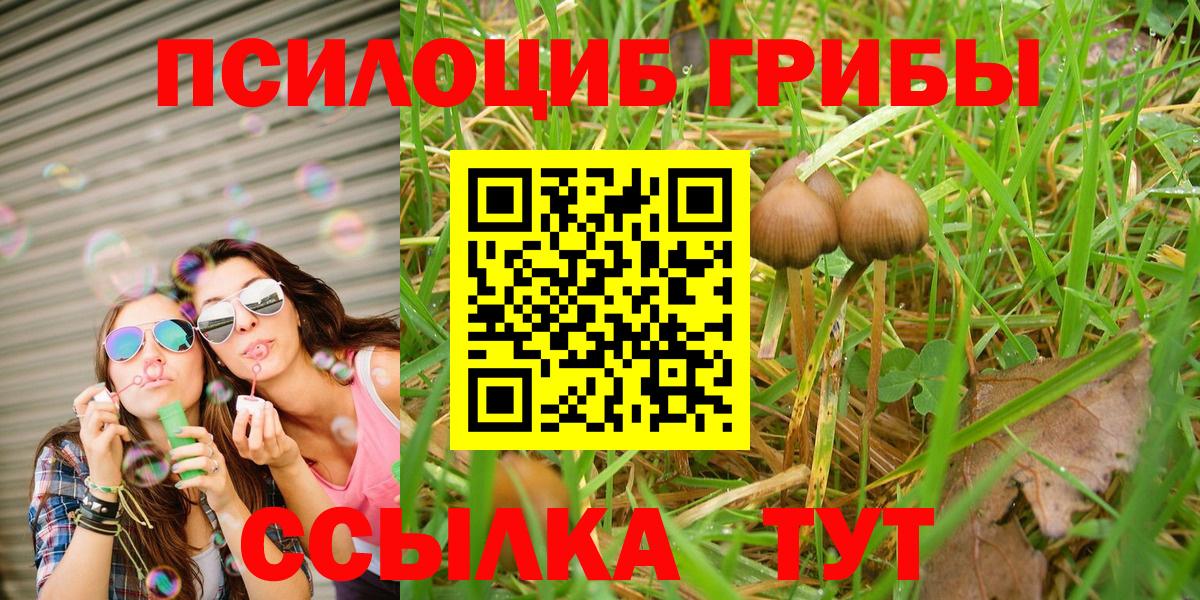 Псилоцибиновые грибы Psilocybe Черкесск